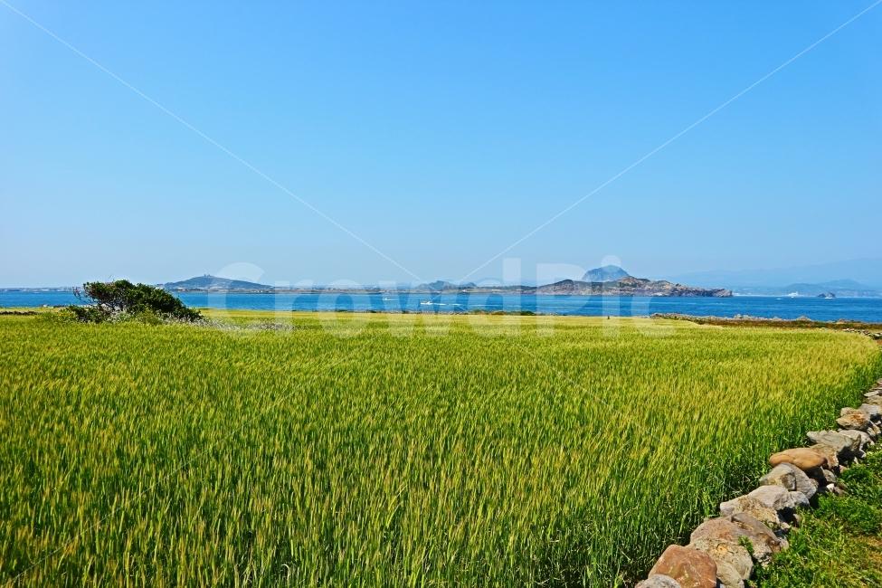 제주도,jeju,여행,travel,하늘,sky,풍경,가파도,청보리,축제,바다,보리,자연,풍경,nature,landscape,제주도,jeju,jeju island,outdoors,옥외,grassland,목초지,field,들,land,땅