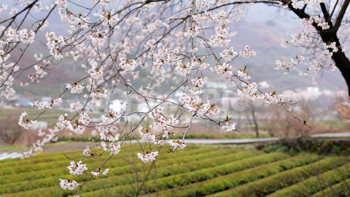blossom,꽃,plant,식물,flower,차,남해,하동,봄,핑크,녹색,바람,봄,계절,spring,season