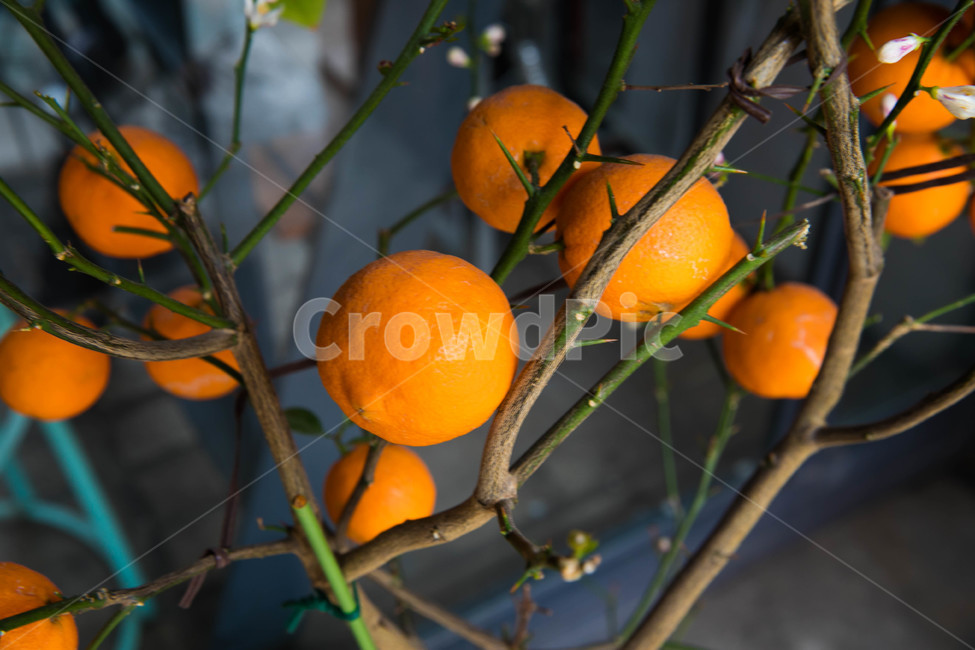 나무,과일,가지,주황,귤,식물,자연,plants,nature,나무,trees,wood,과일,열매,fruit
