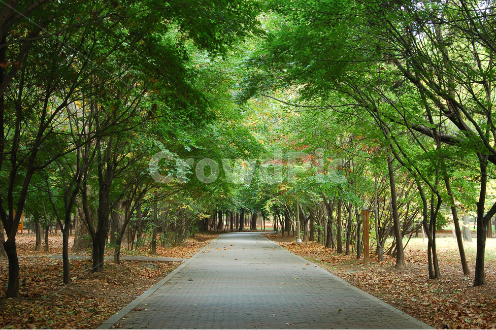 숲,길,숲길,자연,바닥,배경,백그라운드,나무,산책,산책로,울창한,건강,웰빙,공원,풍경,자연,풍경,nature,landscape,path,통로
