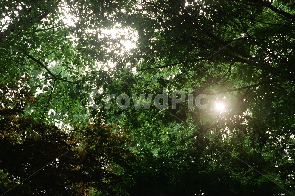 나무,햇빛,숲,필름사진,빛,자연,풍경,nature,landscape,식물,plants,나무,trees,wood,light,flare,플레어,sunlight