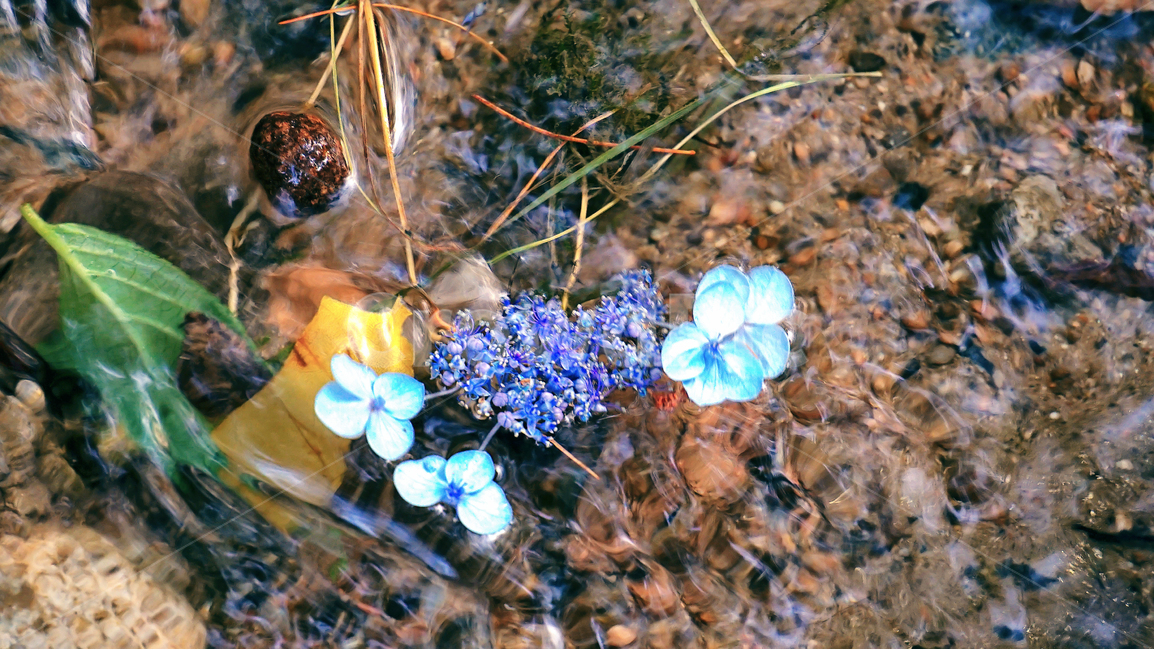 flower,stream,water,color,landscape,서울숲,개울,꽃,시냇물,풍경,식물,자연,plants,nature,꽃,flower