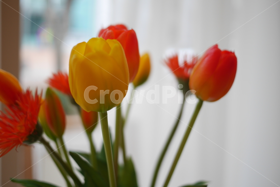 꽃,튤립,조명,인테리어,봄꽃,꽃,flower,감성,sensible,feeling
