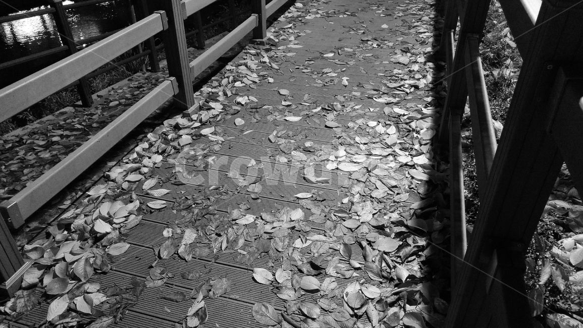흑백,낙엽,가을,잎,쓸쓸함,계절,가을,계절,fall,autumn,season,흑백,모노톤,monochrome,black and white,path,통로,walkway,보도