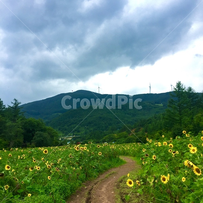 해바라기,sunflower,자연,field,nature,목초지