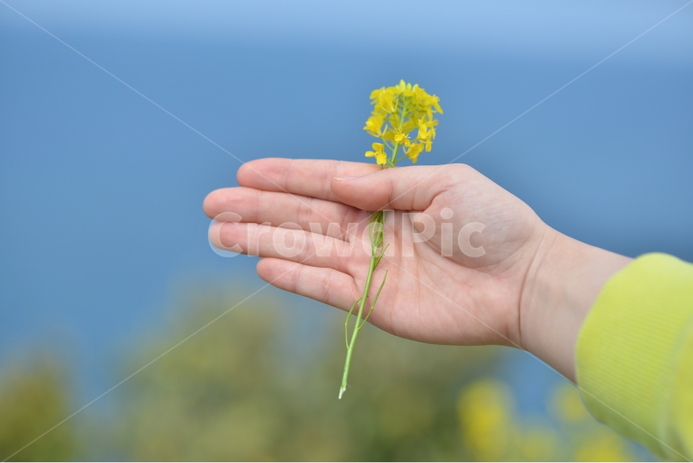 봄,유채꽃,바다,plant,식물,식물,자연,plants,nature,꽃,flower
