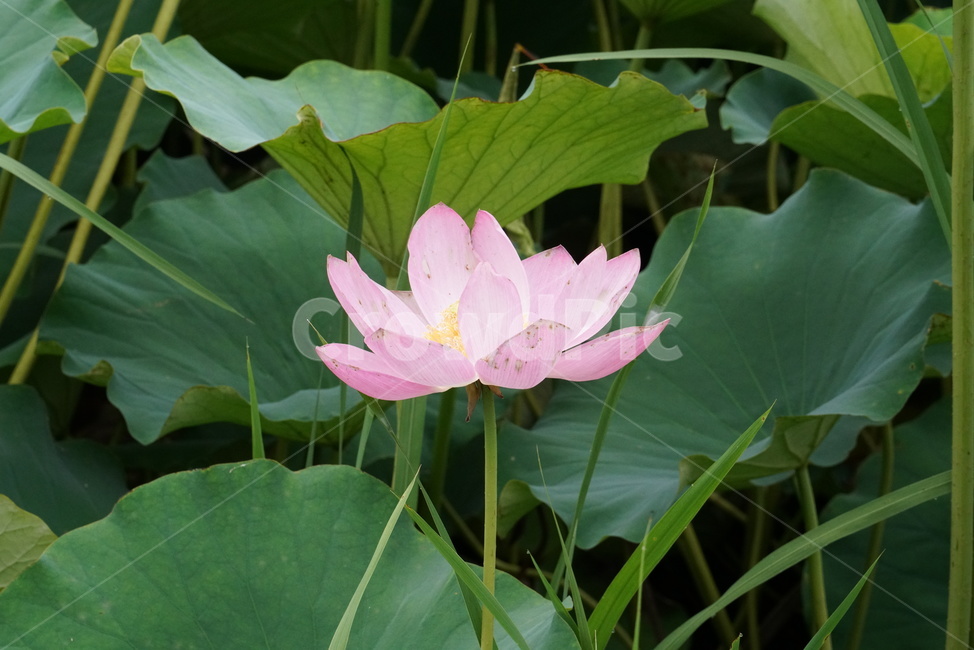연꽃,련꽃,수련과,담수초,수중식물,식물,lotus,수초