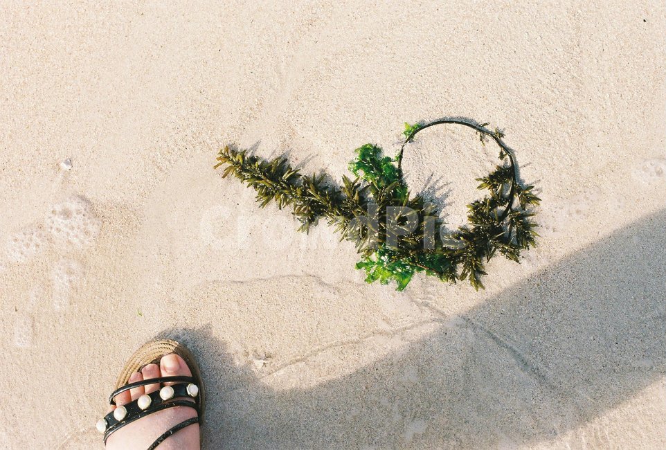 해변,백사장,바다,여름,해초,휴가,감성사진,필름카메라,깔끔한,자연,아날로그,nature