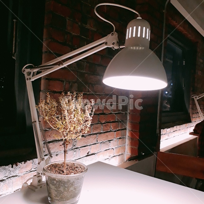 카페,조명나무,한적한공간,분위기좋은카페,식물