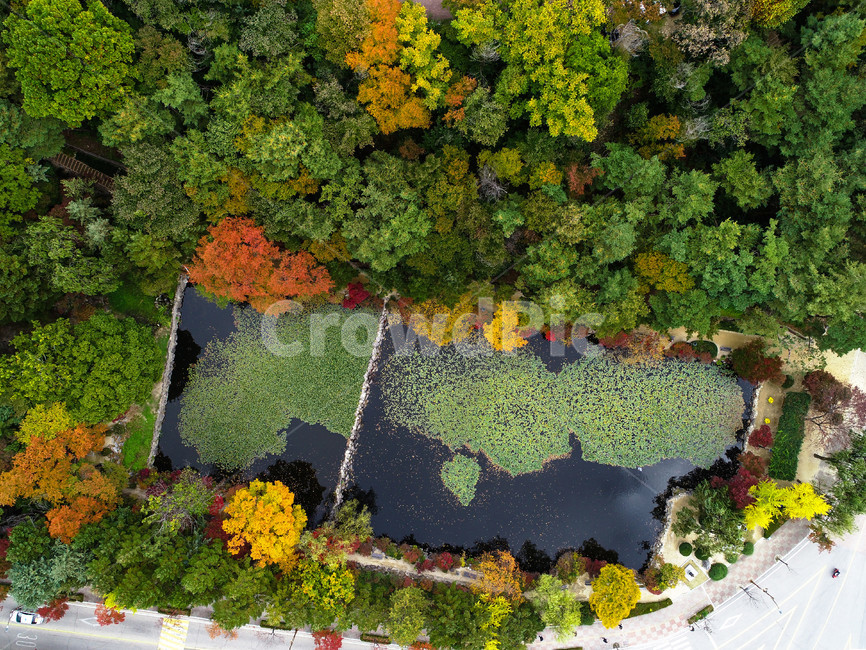 단풍,연못,나무,colorful,pond,tree,autumn,fall,가을,드론사진,컬러,color,계절,색,대비,가을,계절,fall,autumn,season,자연,풍경,nature,landscape,outdoors,옥외,scenery,경치,plant,식물,leaf,잎,vegetation,초목,land,땅