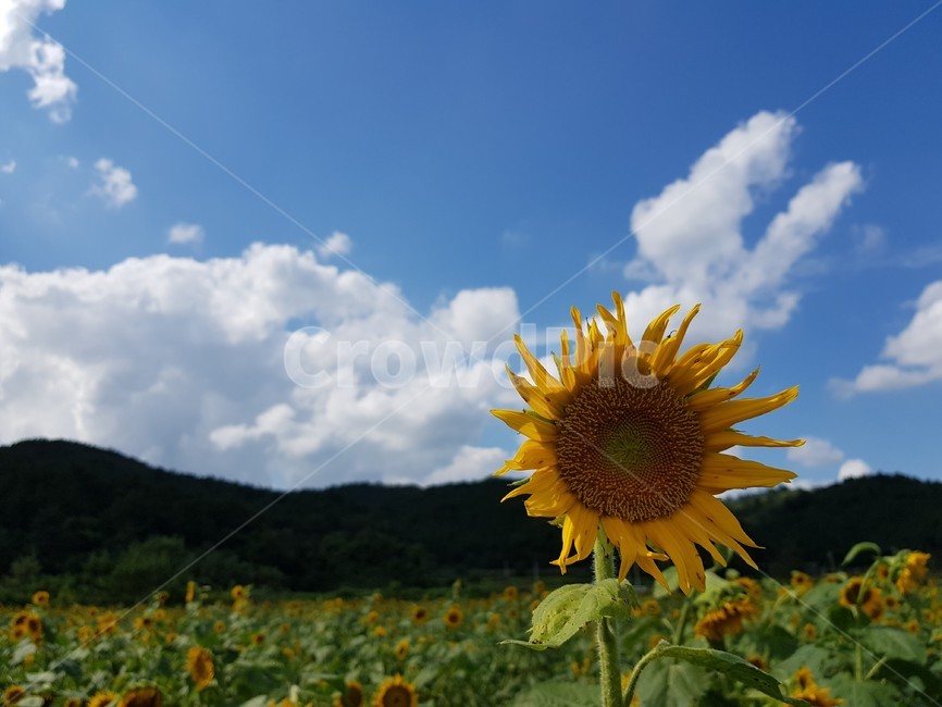 식물,plant,꽃,blossom,flower,해바라기,식물,자연,plants,nature,꽃,flower