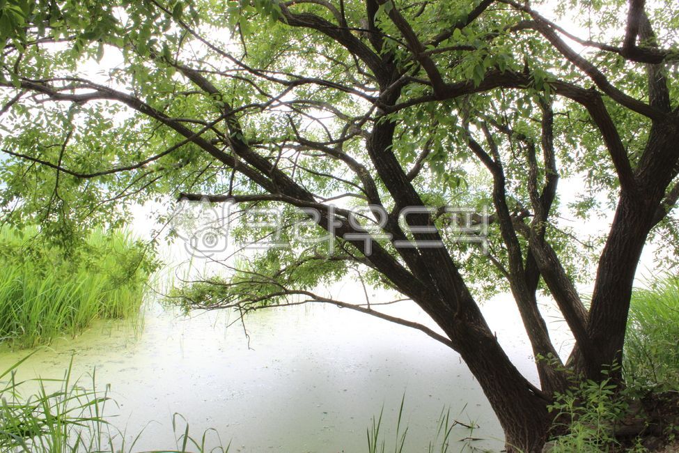 우포늪, 늪, swamp, 자연, nature, 사진,이미지,일러스트,캘리그라피 - 카멜리아작가