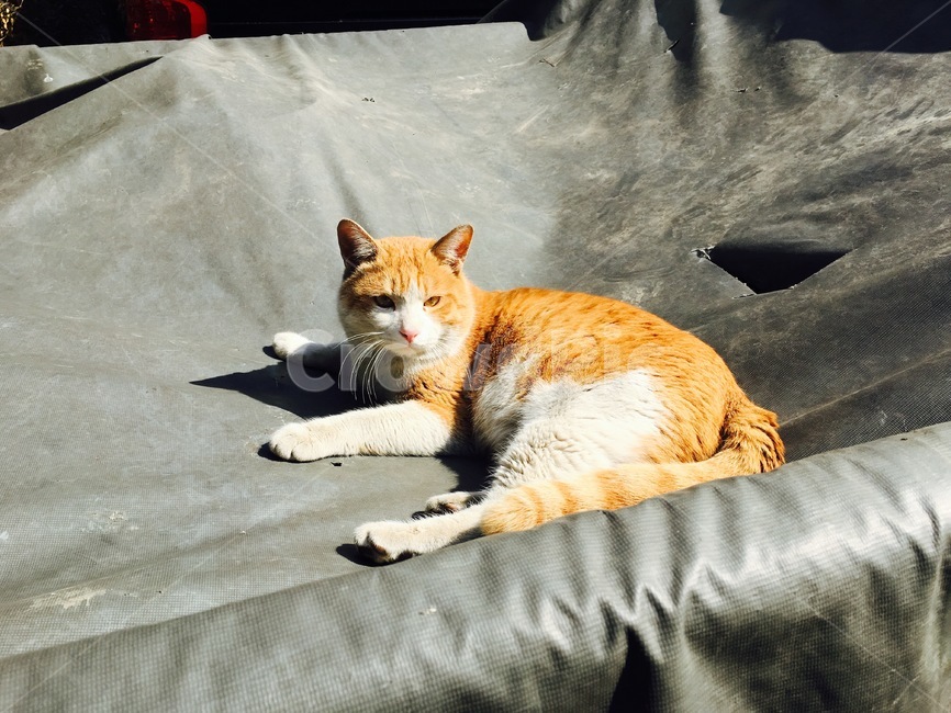 길고양이,고양이,cat,animal,동물,cute,동물,animal,포유류,mammal,고양이,cat,kitten,kitty