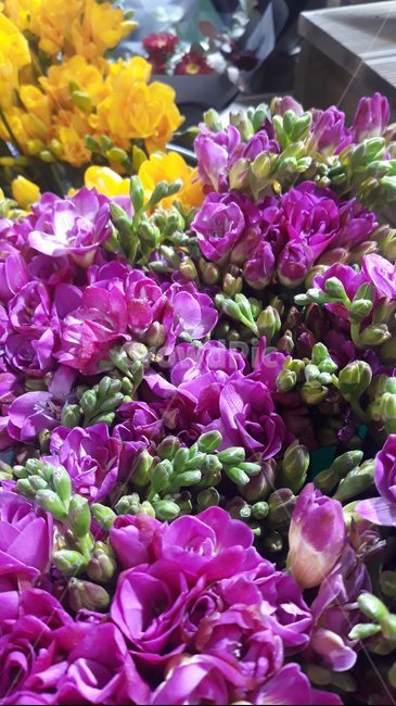 plant,식물,꽃,blossom,봄,식물,자연,plants,nature,꽃,flower