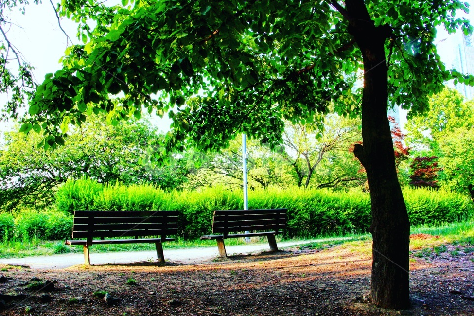 서울숲,숲,풍경,풍경사진,감성,감성사진,나무,공원,벤치,휴식,자연,풍경,nature,landscape,식물,plants,나무,trees,wood,휴식,힐링,rest,relaxation,healing,bench
