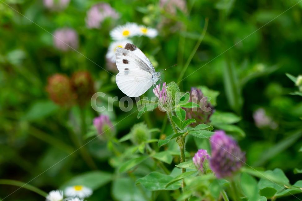 하얀나비,나비,야생화,식물,plants,곤충,벌레,보라꽃,꽃,butterfly,nature,bug,배추나비