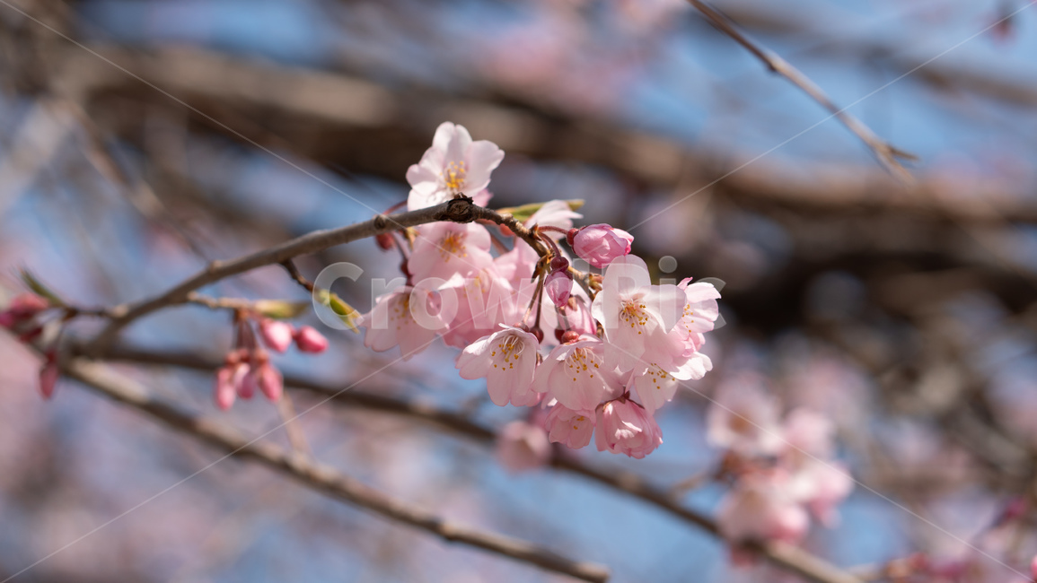 벚꽃,봄꽃,꽃,계절,season,봄,spring,cherryblossoms,꽃축제,봄날,화려한,예쁜,가로수,자연,벚꽃축제,수수한,나무,연분홍색,핑크색,바탕,공원,정원,봄하늘,flower,nature,garden,beautiful