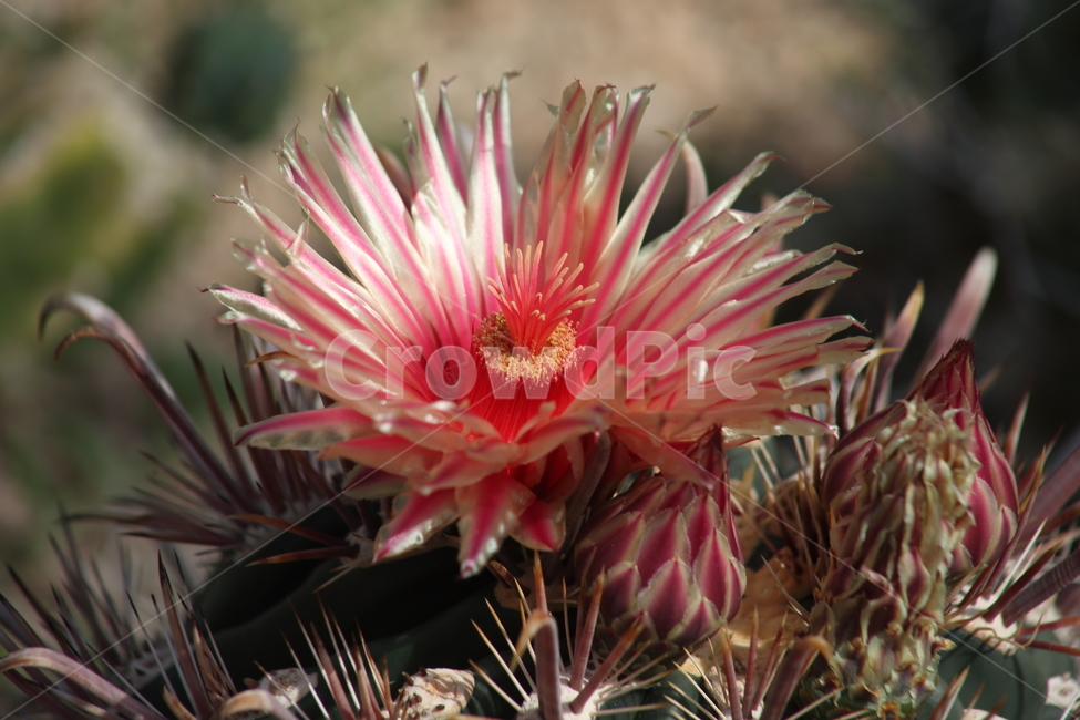plant,식물,선인장,꽃,cactus,호두선인장