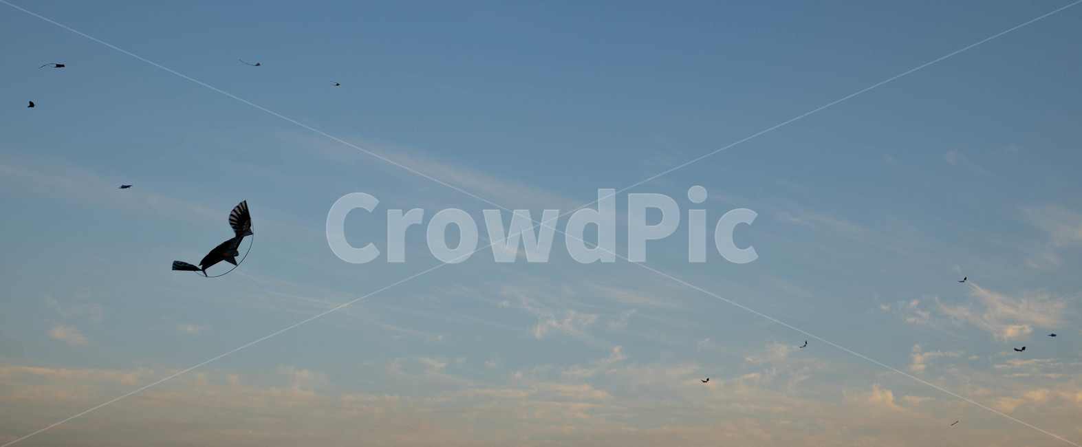 flying,나는,새,하늘,활공,sky,자유