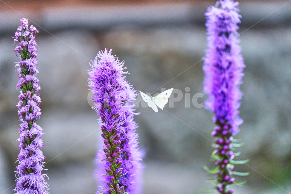 나비,꽃,야외,보라색,자연,식물,자연,plants,nature,꽃,flower,동물,animal,곤충,벌레,insect,bug