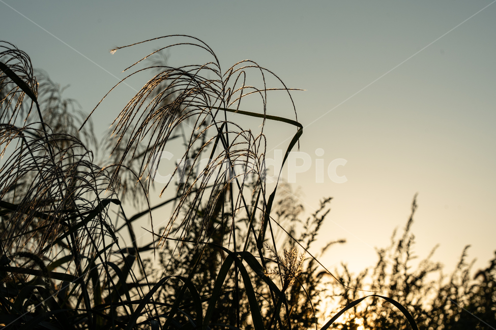 하늘,빛,석양,일몰,sunset,자연,풍경,nature,landscape,식물,plants,grass,잔디,plant,lawn,reed,갈대