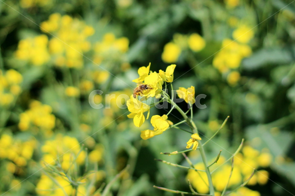 꽃,봄,하늘,오름,제주,봄,계절,spring,season,식물,자연,plants,nature,꽃,flower,plant