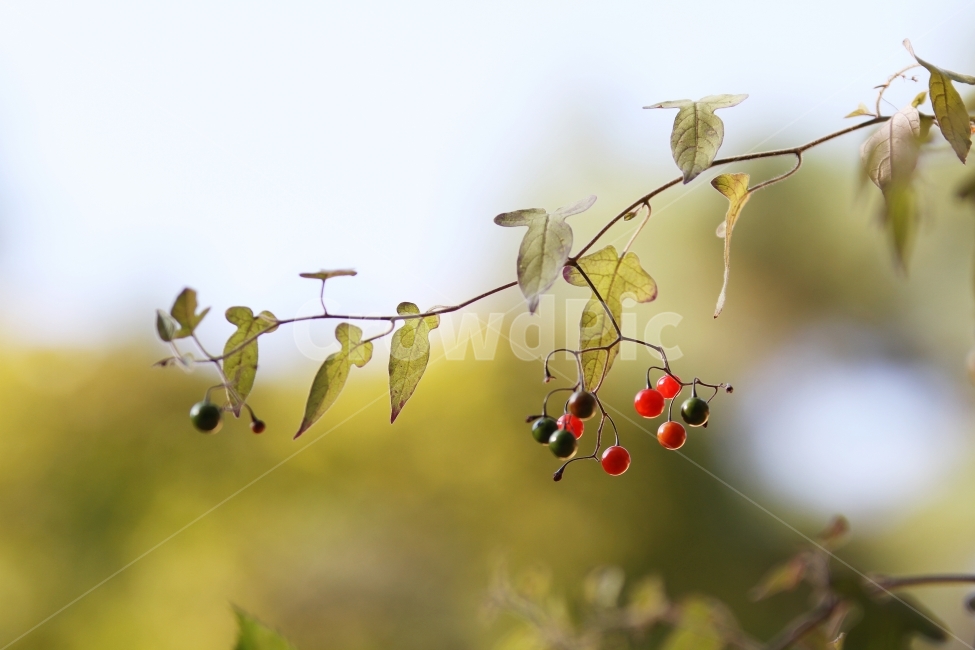 식물사진,자연사진,배풍등,열매사진,감성사진,가을사진,단풍사진,가을,계절,fall,autumn,season,식물,자연,plants,nature,과일,열매,fruit,감성,sensible,feeling,plant,animal,동물,bird,새