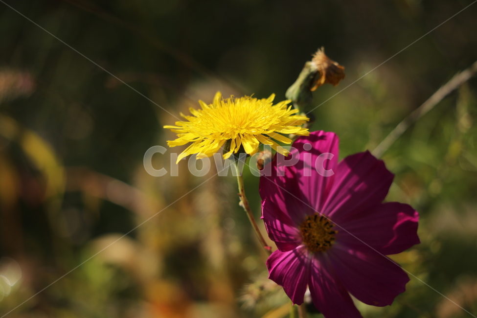 코스모스,가을,노랑,들국화,꽃,식물,자연,plants,nature,꽃,flower