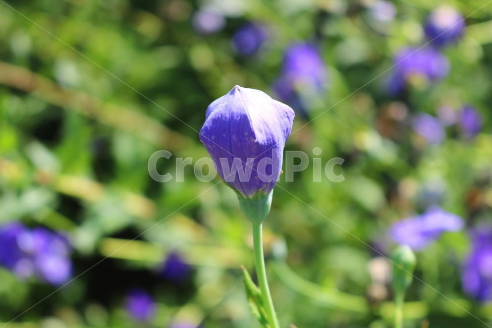 꽃,도라지꽃,도라지,식물,야생화,보라색꽃,자연,들꽃,식물,자연,plants,nature,꽃,flower