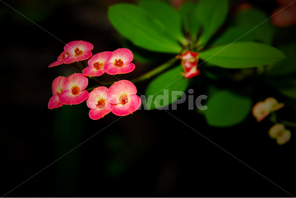 꽃,꽃기린,자연,식물,flower,식물,자연,plants,nature,꽃,flower