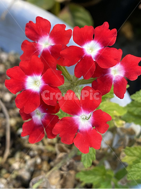 flower,blossom,꽃,plant,식물,버베나,verbena,식물,자연,plants,nature,꽃,flower