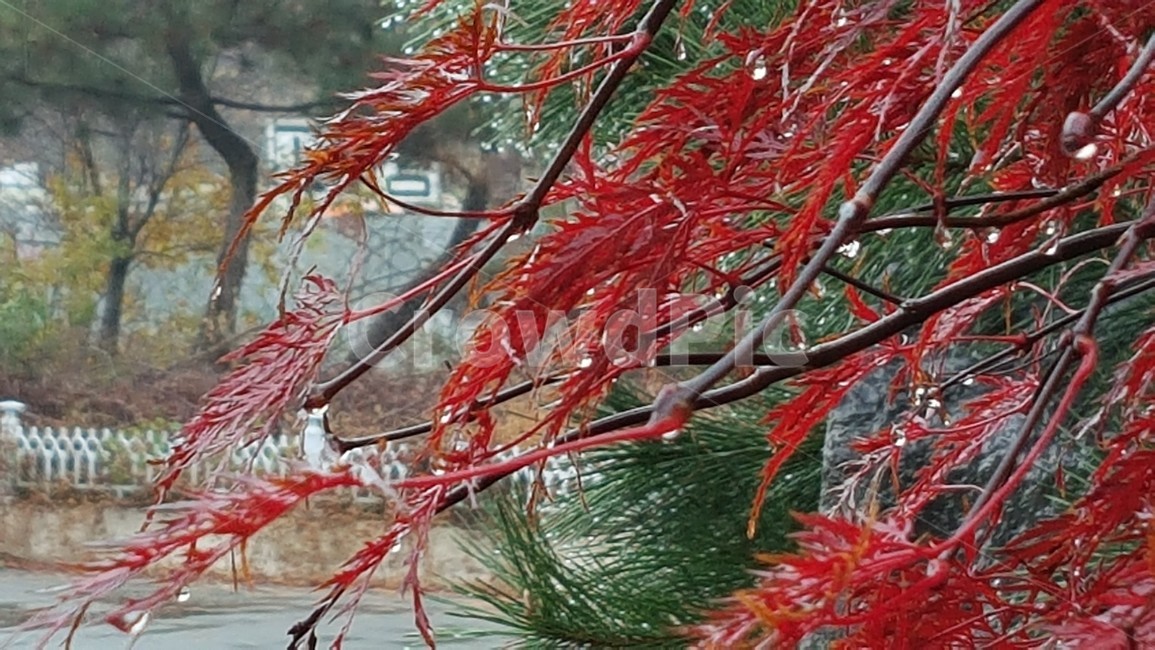 자연,풍경,단풍나무,가을,정원,식물,자연,plants,nature,비,비오는날,rain,rainy