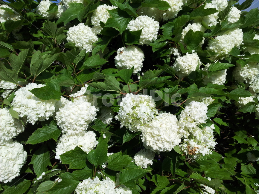 plant,식물,꽃,flower,봄,나들이,봄꽃