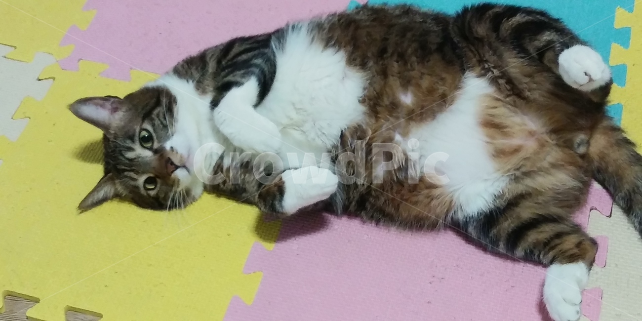 귀차니즘고양이,얼음고양이,고양이,이쁜고양이,성묘,동물,animal,포유류,mammal,고양이,cat,kitten,kitty