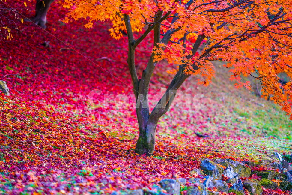 가을,단풍,낙엽,노란단풍,빨간단풍,가을,계절,fall,autumn,season
