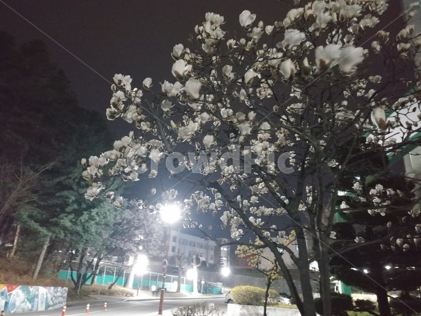 목련,꽃,밤,풍경,나무,봄,봄,계절,spring,season,야경,밤,풍경,nightscape,night,landscape,plant,식물