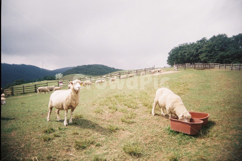 양,양떼목장,삼양목장,동물,목장,animal,sheep,강원도,풍경,고무대야,언덕,산업,industry,industrial,목축업,목장,livestock farming,ranching,pasture