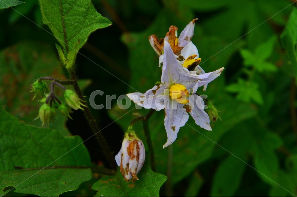 plant,식물,blossom,flower,꽃,도깨비가지,도깨비가지꽃,식물,자연,plants,nature,꽃,flower
