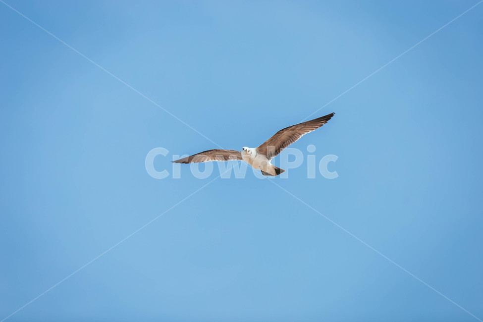 seagull,갈매기,animal,동물,bird,새,flying
