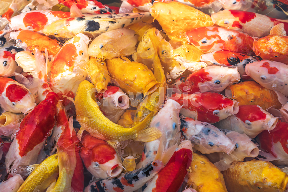비단잉어,잉어,관상어,물고기,어류,자연,fish,nature,동물,animal,어류,물고기,fish