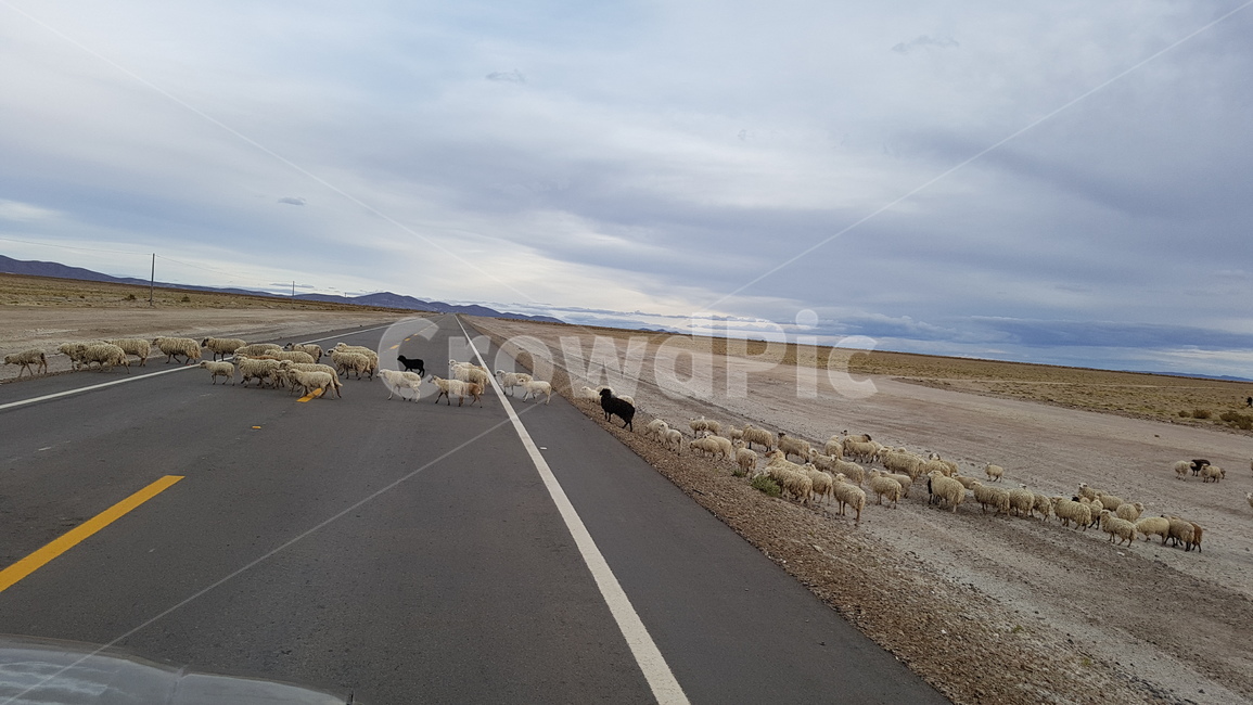 길,도로,양,sheep,road,peru,페루,점령,건너기,양떼,동물,animal,포유류,mammal,교통,교통수단,traffic,transportation