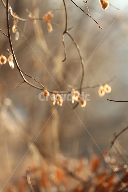 싸앗,나무,겨울,빛,풍경,식물,자연,plants,nature,감성,sensible,feeling