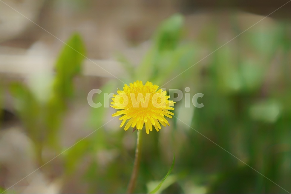 꽃,봄,향기,보케,아웃포커싱,봄,계절,spring,season,식물,자연,plants,nature,꽃,flower,plant