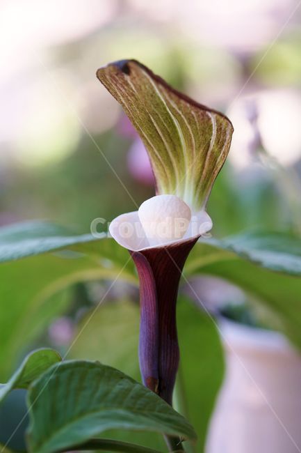 흰떡천남성,천남성,독초,야생화,봄,희귀종,계절,plantnature