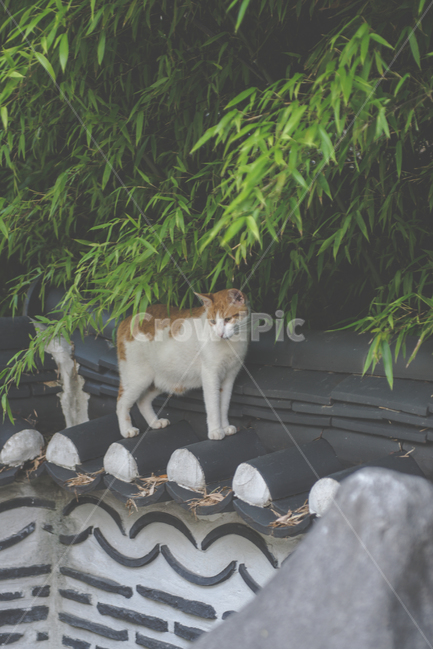 고양이,길냥이,냥이,cat,pet,동물,근엄,무거움,동물,animal,포유류,mammal,고양이,cat,kitten,kitty