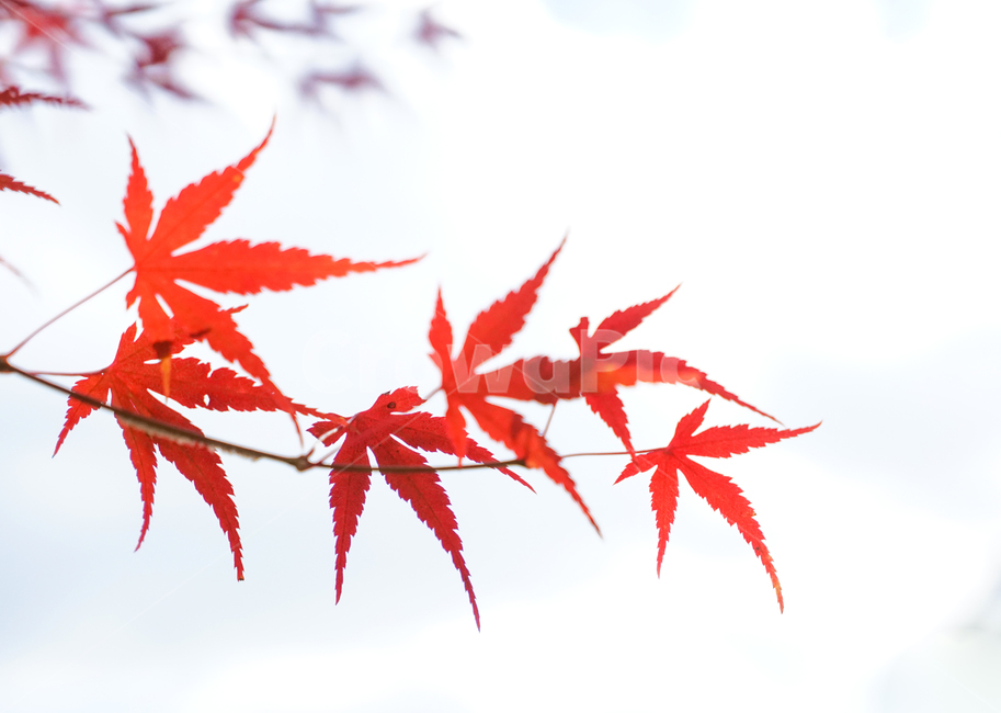 단풍,가을,물단풍,나무,계절,추색,단풍잎,잎새,가을,계절,fall,autumn,season,plant,식물,leaf,잎,tree