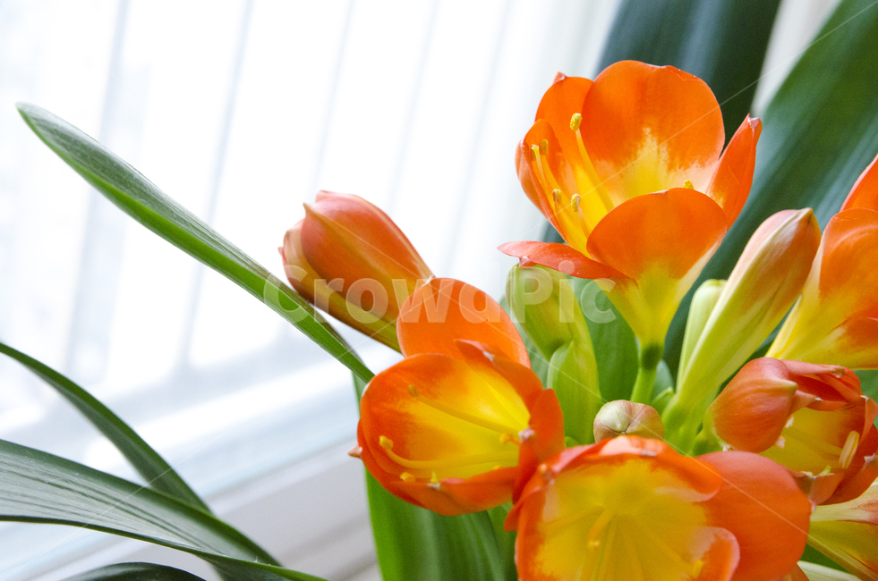 plant,식물,blossom,flower,꽃,kaffirlily,군자란,난,주황색,뷰티풀,아름다움,향기로움,식물,자연,plants,nature,꽃,flower