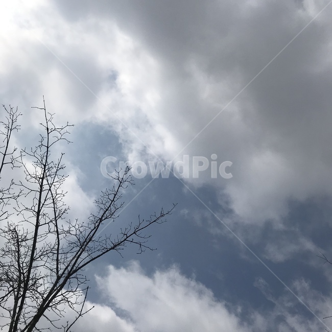 자연,하늘,나무,구름,풍경,힐링,sky,blue,tree