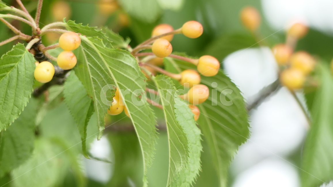산수유,열매,과일,농촌,여름,풍요,시원,한약재,건강,나무잎