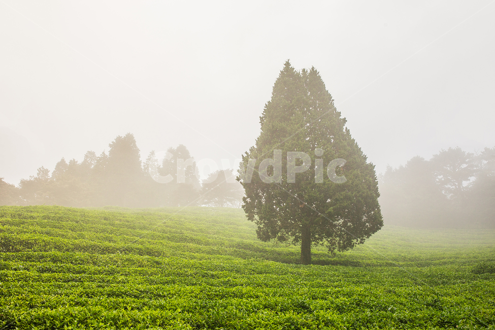morning in green tea field,Boseong Tea Garden,morning tea garden,Boseong Green Tea Field,green tea field,green tea,Morning of Tea Garden,Sunrise,Boseong Green Tea,Its foggy,Fog